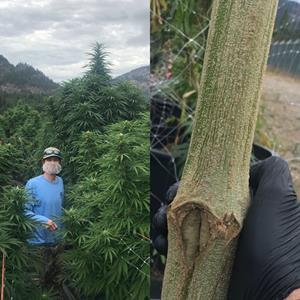 Left: One of CLC’s Master Growers stands next to one of the Company’s cannabis plants from its 2020 growing season, which grew to nearly ten feet in height. Right: Stalk from one of the Company’s 2020 growing season plants which grew to approximately 11 inches in circumference, or slightly larger than the circumference of a standard Mason jar.