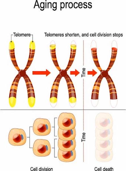 Telomere_Shortening under oxidative stress