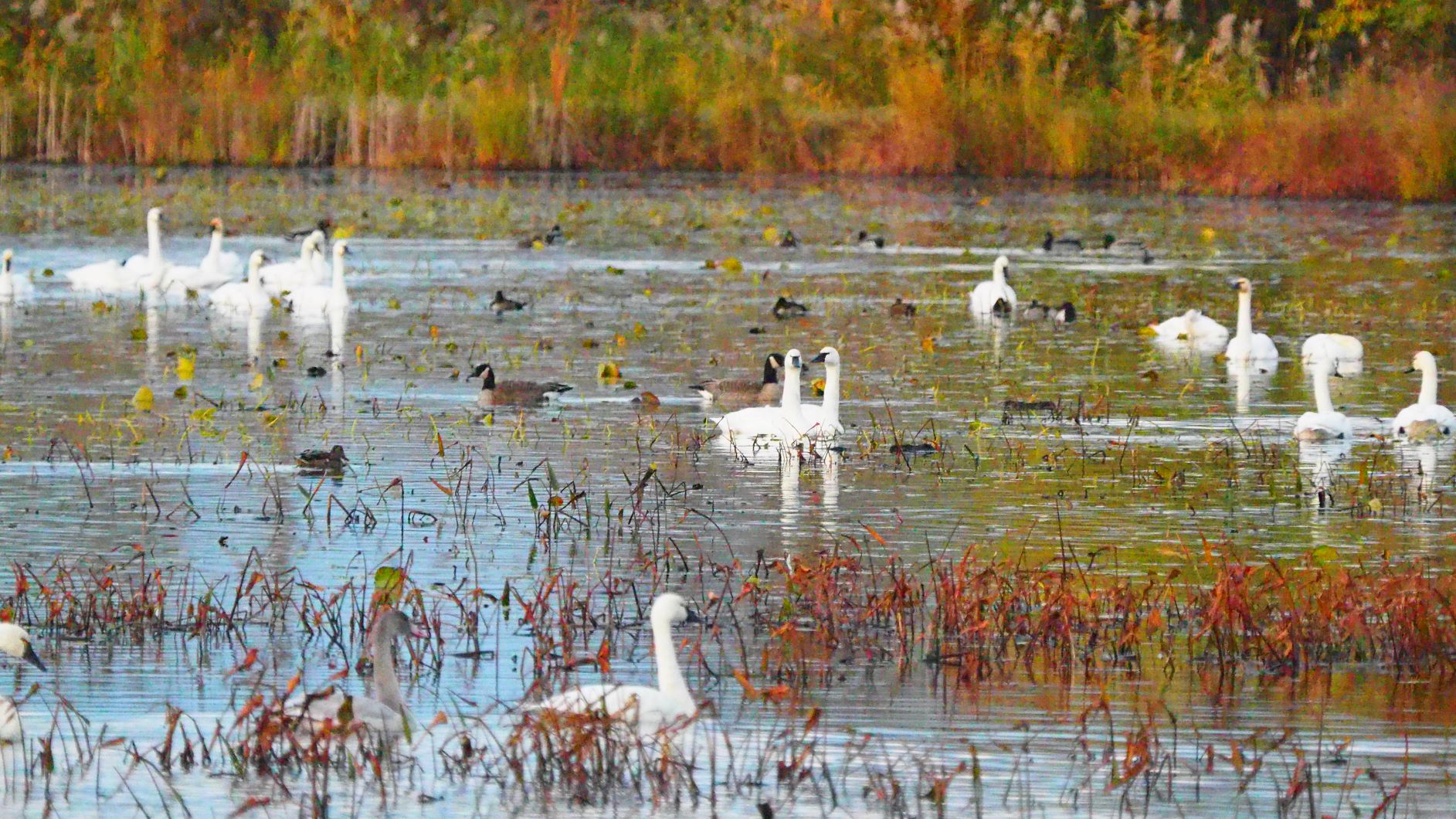 A coastal gem protected in perpetuity, St. Luke’s Marsh spans 488 acres (197 hectares) and includes coastal shoreline, provincially significant coastal wetlands and other mixed wildlife habitats. It’s part of an extensive system of significant migratory stopover areas for waterfowl around the lower Great Lakes.