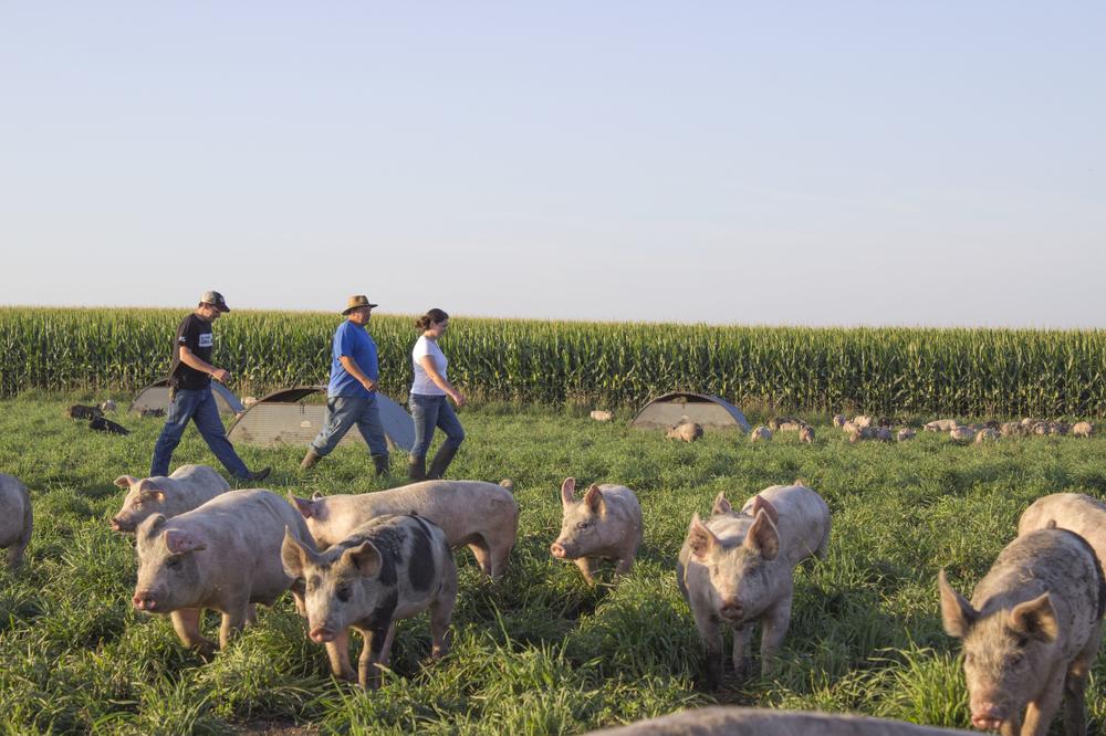The Brown Family of New Providence, Iowa raise pigs for Niman Ranch.