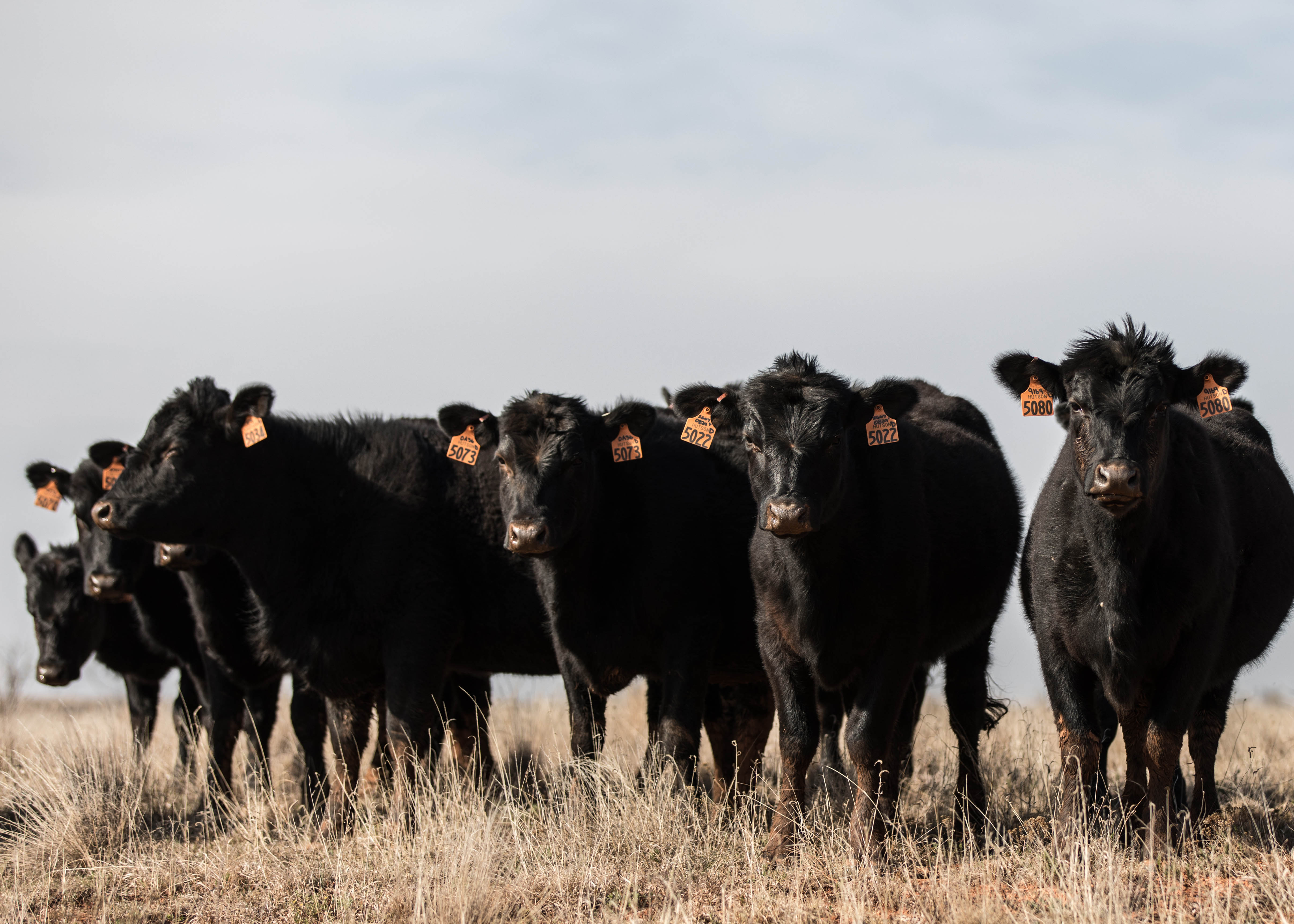 The In-Pen Weighing Positions measure individual animal body weight and growth in a stress-free natural way. The technology weighs every second an animal is standing at the trough, which can equate up to 450 weights a day.