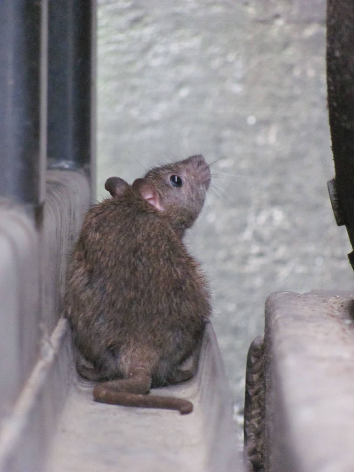 NoHarm Scents Launches Humane Pest Control for Families as Fall Infestations Rise