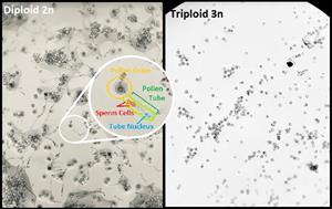 Diploid_Triploid comparison (1)