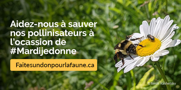 Nos efforts de conservation portent leurs fruits, mais nous avons besoin de votre soutien.