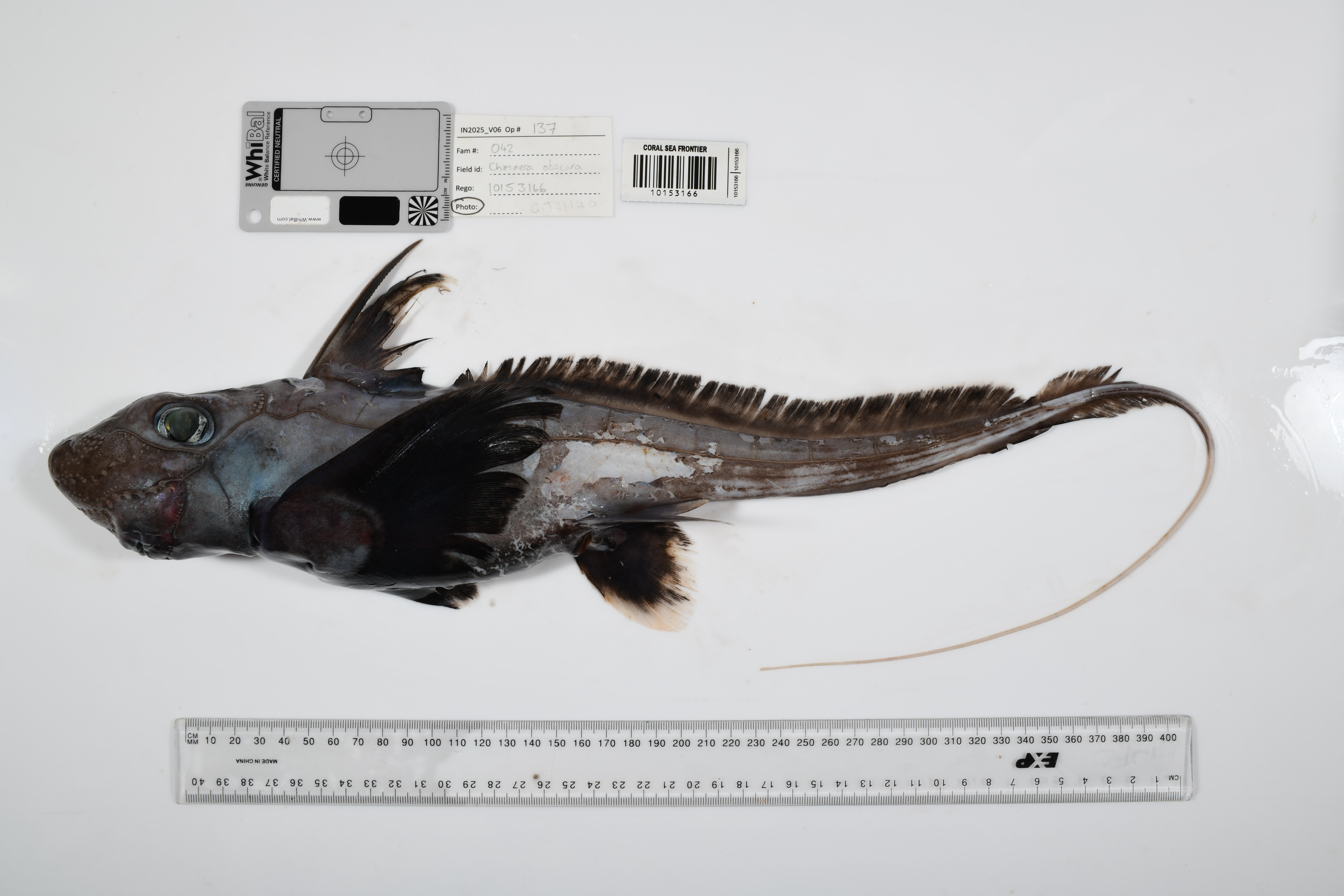 Location: Often called "ghost sharks," Chimaeras are among the most mysterious inhabitants of the deep ocean. Distant relatives of sharks and rays, they diverged into a distinct evolutionary lineage nearly 400 million years ago - predating the dinosaurs. CSIRO ichthyologist Dr William White discovered the new species during the 2025 Ocean Census expedition to the Coral Sea Marine Park, in partnership with CSIRO and supported by Parks Australia & Bushblitz.Credit: The Nippon Foundation-Nekton Ocean Census/CSIRO