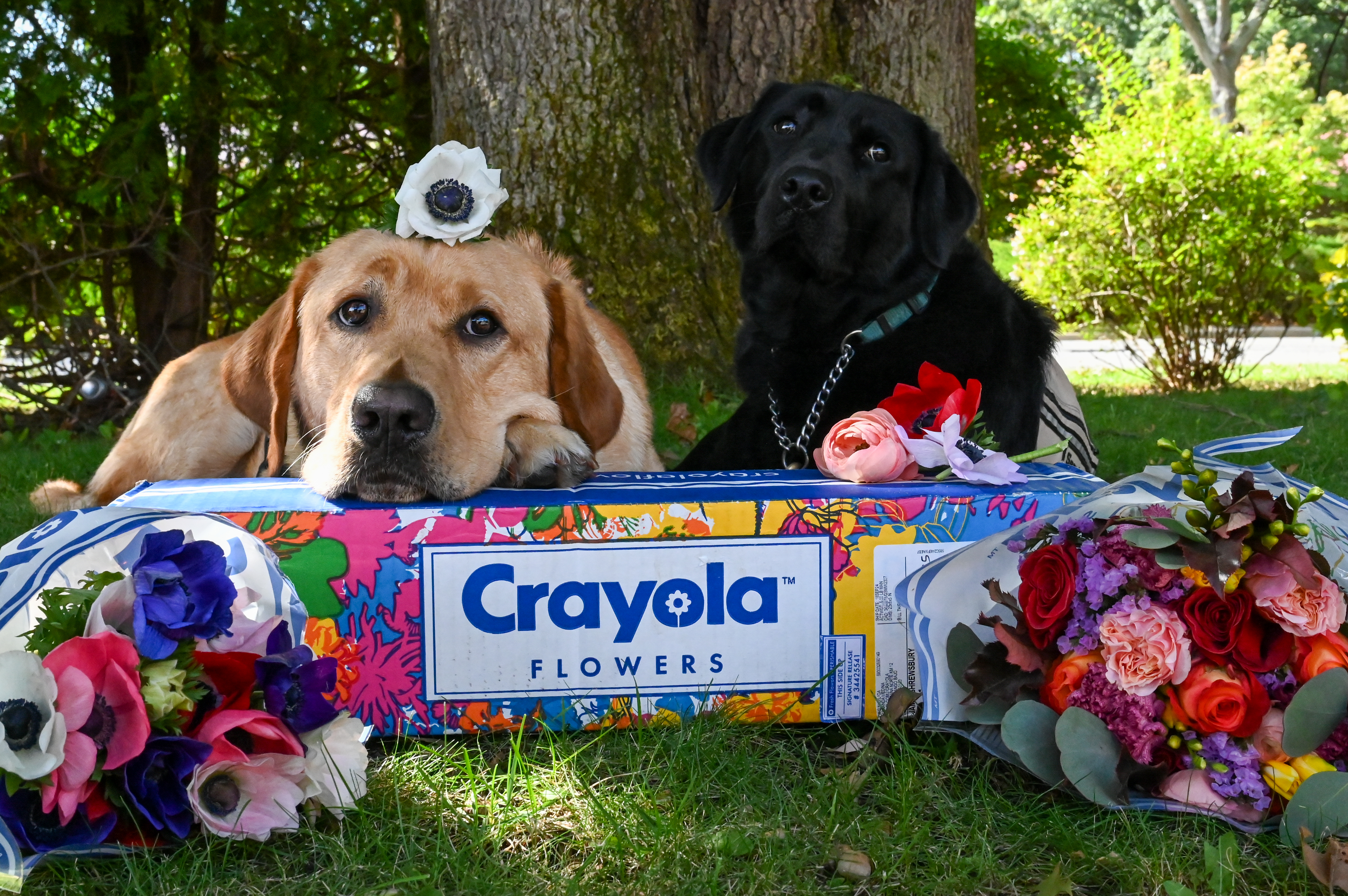 Guide Dog Foundation and America’s VetDogs Launch  Fresh New Fundraising Initiative With Crayola Flowers