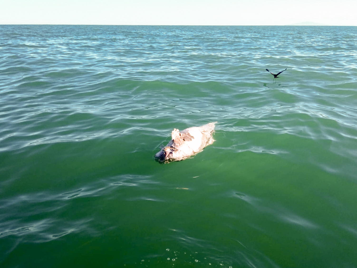 2 - credit_Sea_Shepherd_dead_vaquita-2-8