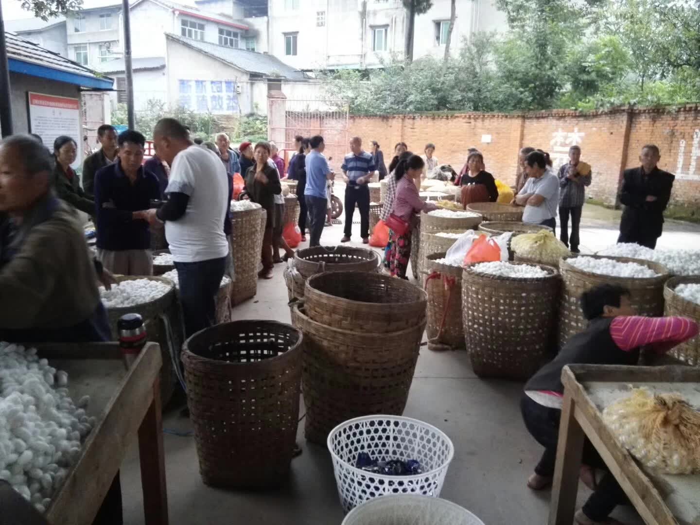 Bombyx silk cocoon harvesting