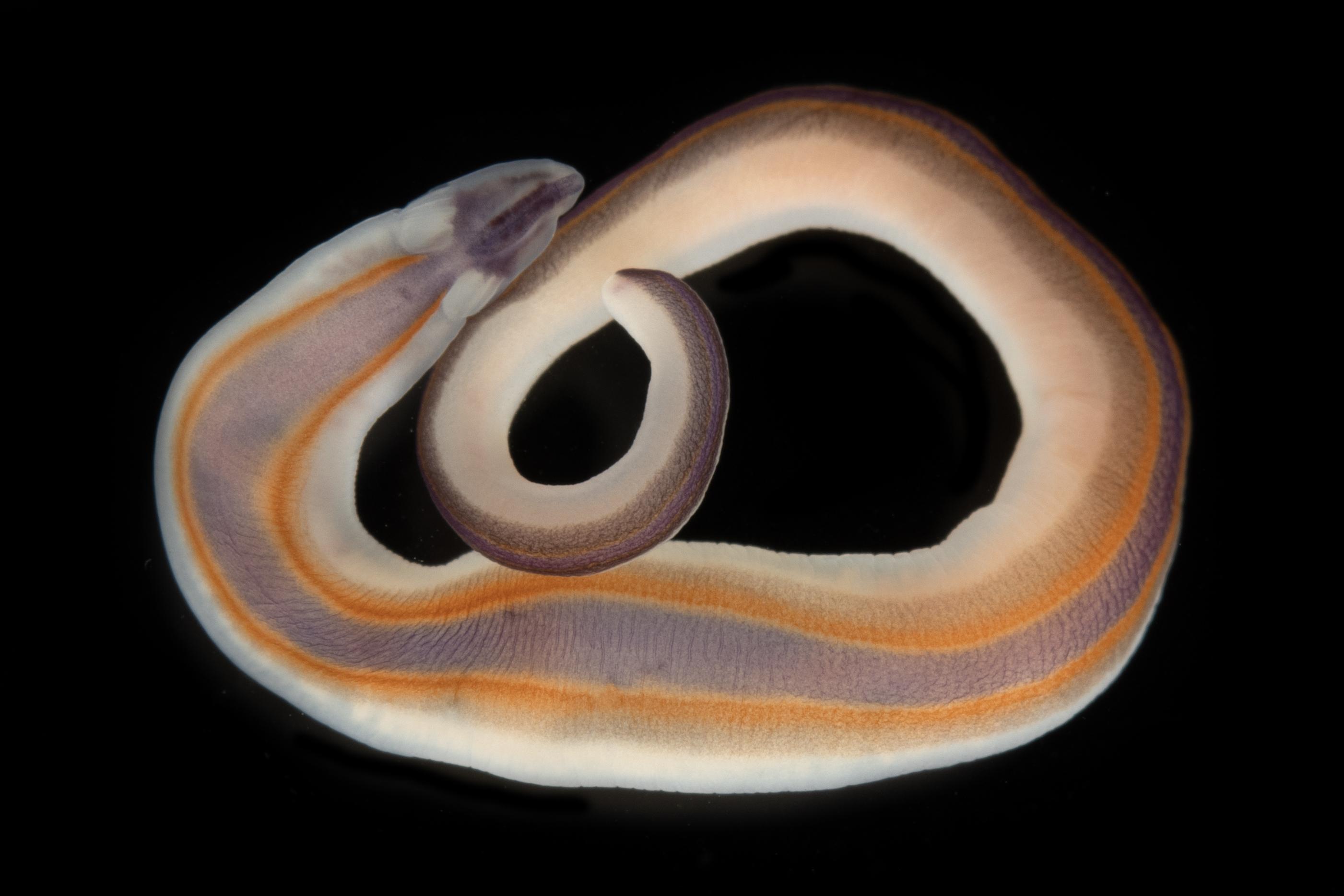 Phylum: NemerteaTaxonomist: Dr Svetlana MaslakovaMeasuring less than 3 cm long, this remarkably colourful ribbon worm from Timor-Leste belongs to one of 100 new species identified by Dr. Svetlana Maslakova and her team. Its striking pigmentation may serve as a visual warning to predators; a signal of the potent chemical defences common to the phylum Nemertea. Beyond their ecological role as predators, these worms may have biomedical significance; some of their unique toxins have been investigated as potential treatments for Alzheimer’s and schizophrenia. The discovery of these new species, facilitated by an Ocean Census Species Discovery Award, underscores how even the smallest, most cryptic organisms can hold a key to future scientific and medical breakthroughs.  Credit: The Nippon Foundation-Nekton Ocean Census/Gustav Paulay