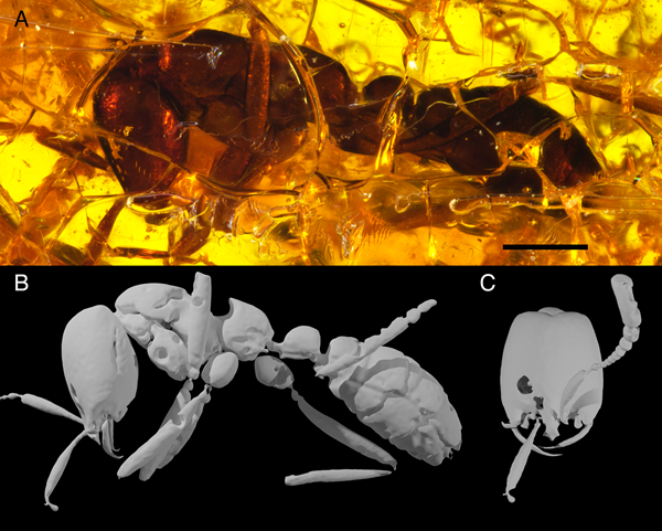 Army Ant Reconstruction
