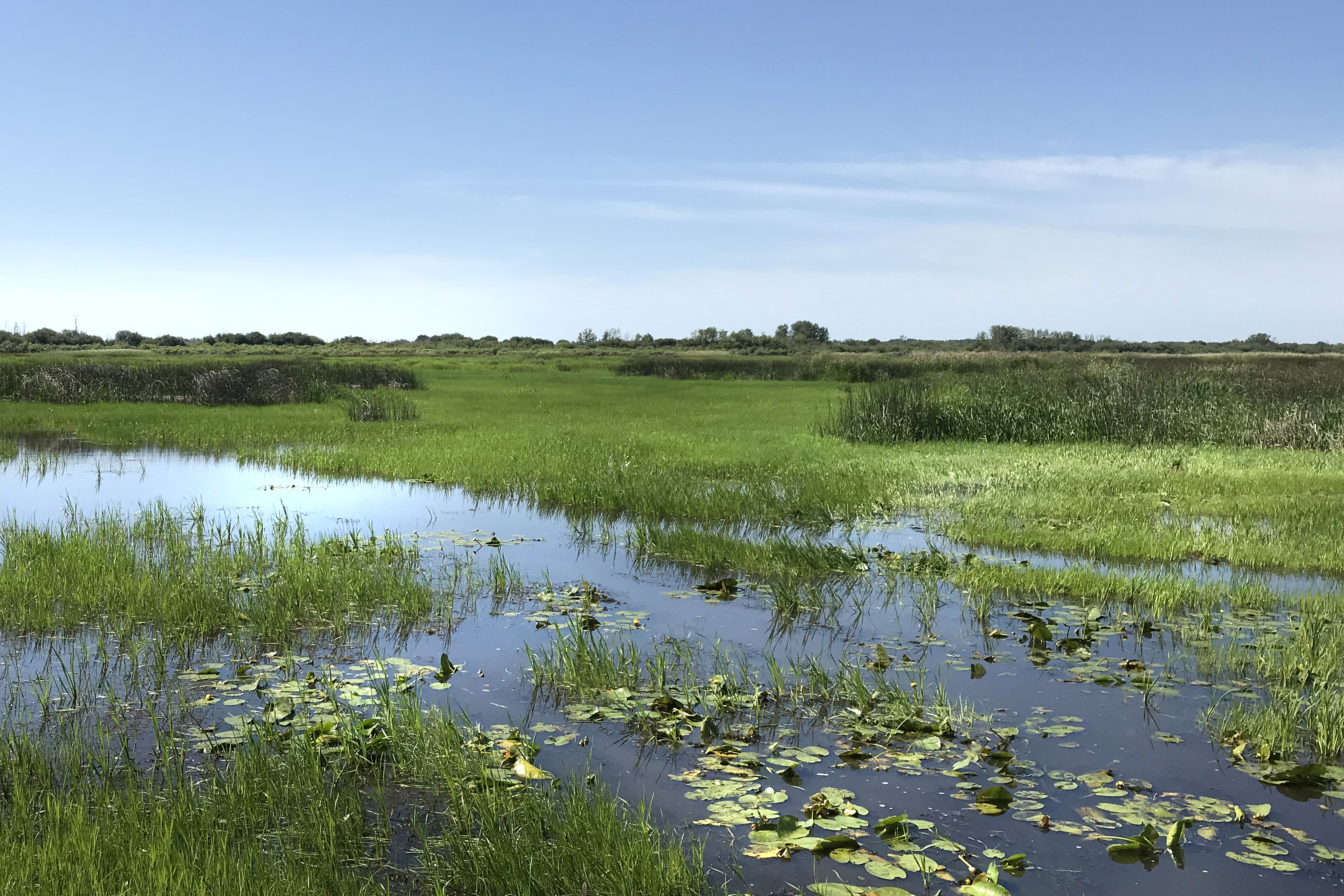 Wetland