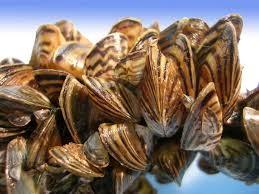 Zebra mussels