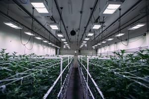gavita ct 1930e led light indoor cannabis grow
