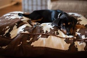 Puppy on MuttNation Cow Print Bed