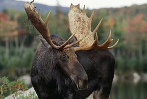 Moose Study