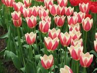 Centenary Anniversary: Presenting the “Legion 100” tulip