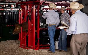 Husker Harvest Days brings NCBA Stockmanship & Stewardship training to Nebraska