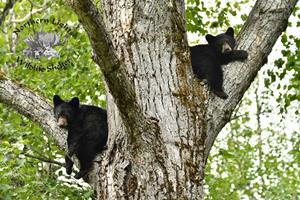 Northern Lights Wildlife Society Reports Rescue Approval Denied for Orphaned Black Bear Cubs in B.C.’s Omineca Region