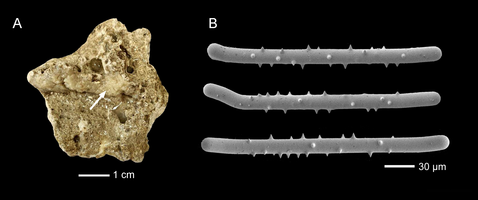 (1) Sponge_Janulum sp.- The Nippon Foundation-Nekton Ocean Census _ Michelle Kelly © 2025