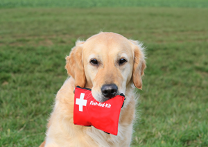 AKC Reunite Encourages Pet Owners to Create a Plan on National Animal Disaster Preparedness Day