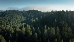 Save the Redwoods League Secures Opportunity to Expand Harold Richardson Redwoods Reserve and Protect Sonoma County’s Ancient Redwoods