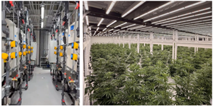 FLUENT Completes First Harvests at Rosa Facility, Advancing Its Growth Strategy and Proving Operational Execution