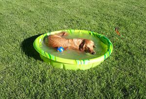 doggie-pool.jpg