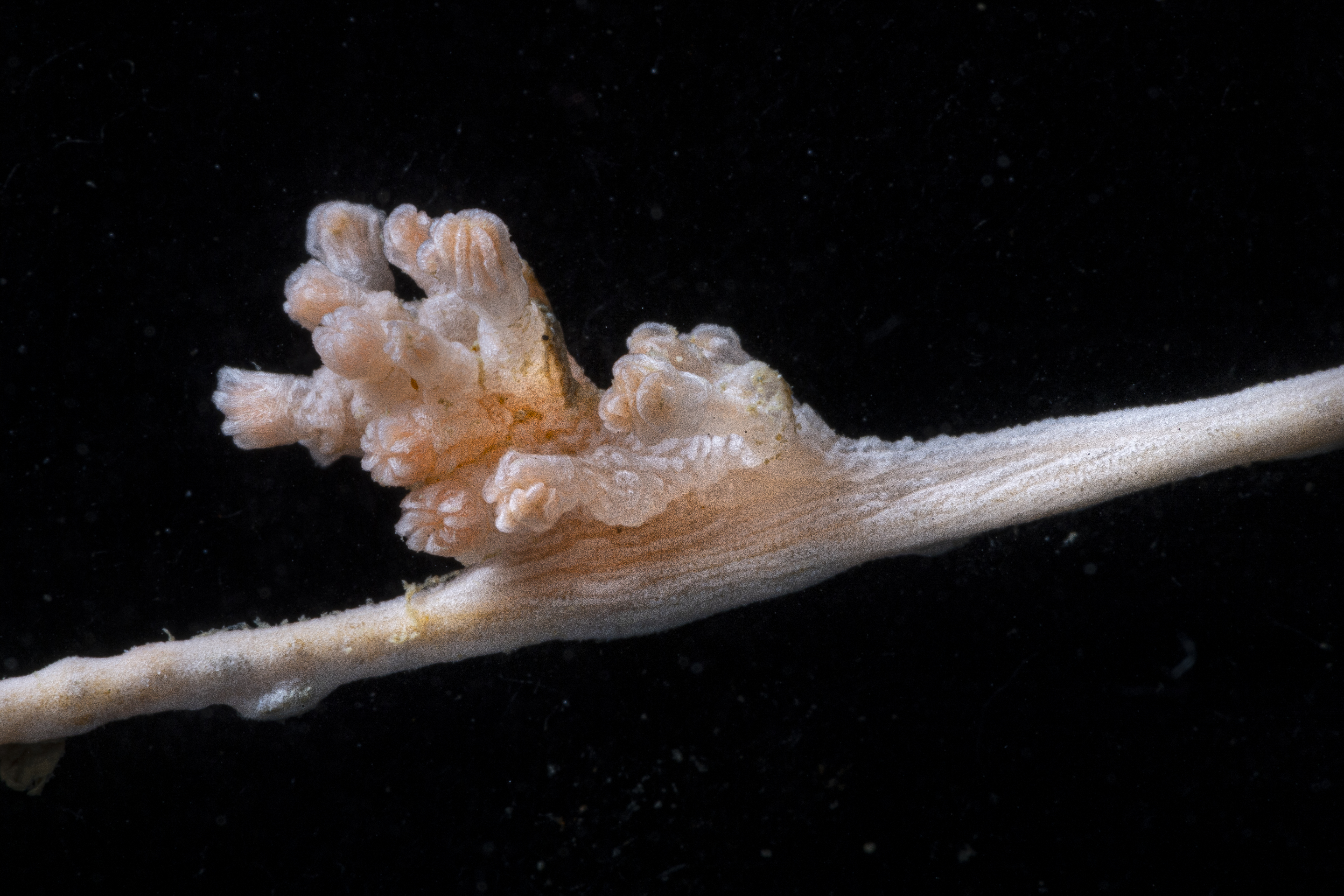 (6)(1) Crinoid_Octocoral (Close Up) - Martin Hartley _ The Nippon Foundation-Nekton Ocean Census © 2024