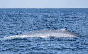 Ocean Wise and Whale Research Collective: Three of the largest animals on Earth just got their first DNA test