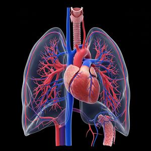 Polarean Expands Xenon MRI Platform into Cardiopulmonary Drug Development with Multi-Center PH-ILD Study