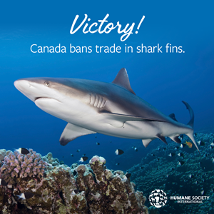 HSI/Canada - share graphic, Canada bans shark finning