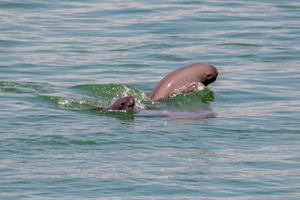 Open Hubei releases a video to celebrate the saving of a finless porpoise on the Yangtze river in 2022, after which the area has seen a rise in population following the replacement of chemical plants with riverside parks 33