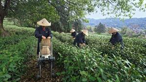 DEEP Robotics’ Robot Dog Joins JD Logistics as “Cyber Tea Farmer” to Bridge First Kilometer of Spring Tea Harvest