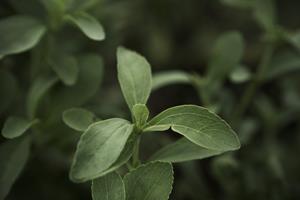 0_medium__64A5804.jpg