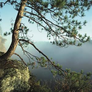Pycnogenol® Brings a “Less-is-More” Approach to the Women’s Health Stack