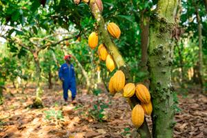Hershey announces action plans to protect and restore forests in cocoa growing region
