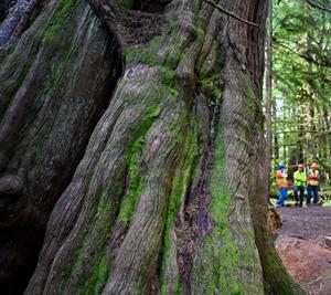 Taan Forest becomes Canada’s first FSC® Verified Impact forest through protecting Indigenous cultural values and biodiversity