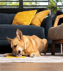 Healthy Habits Made Easy: Update Your Pet’s Health and Wellness Routine Without Fuss