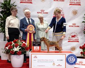 Border Terrier “Brighty” Wins AKC Royal Canin National All-Breed Puppy and Junior Stakes