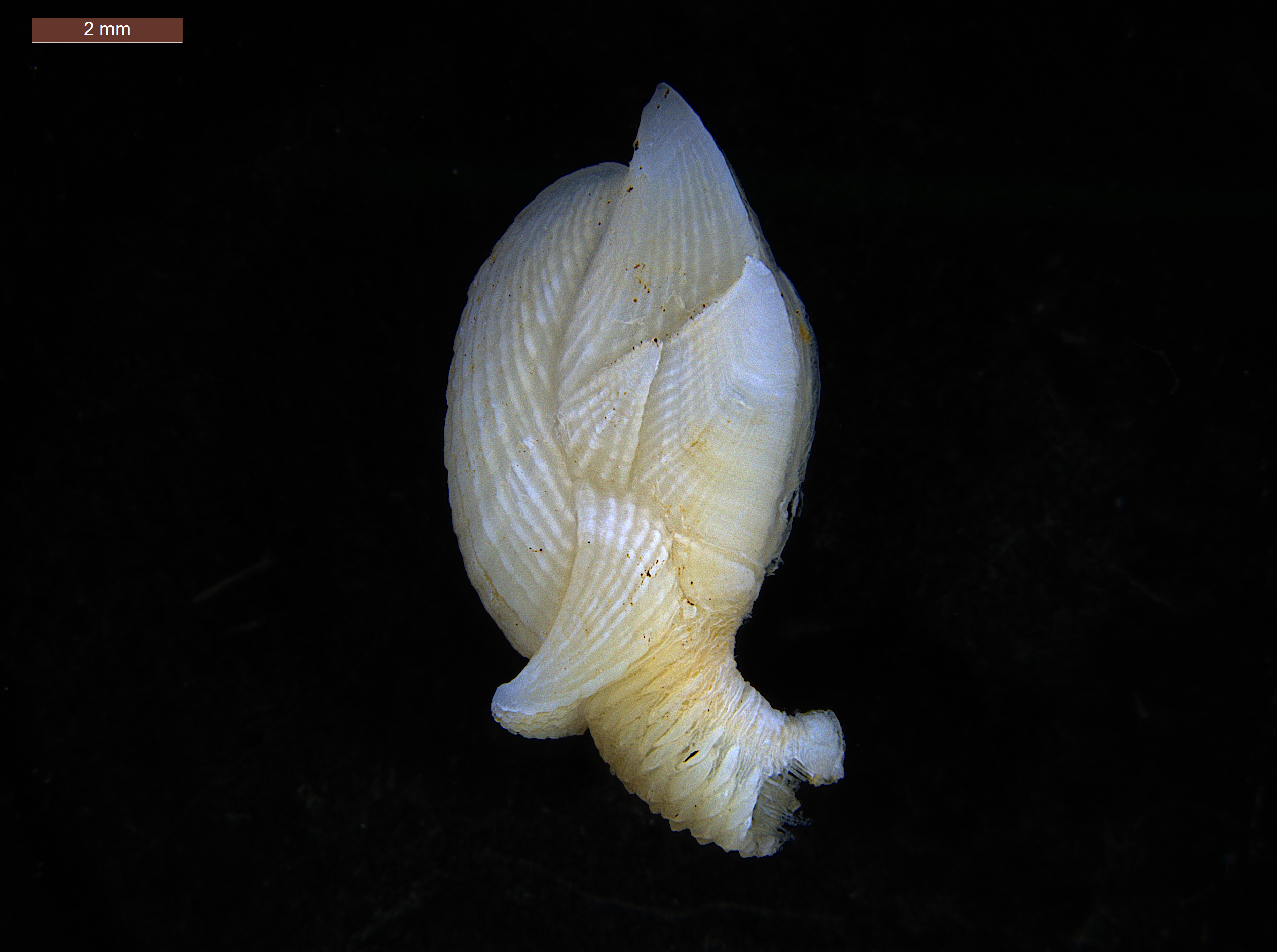 (9) (1) Holotype Barnacle Amigdoscalpellum calicicolum -  Andrew Hosie _ Western Australian Museum © 2025